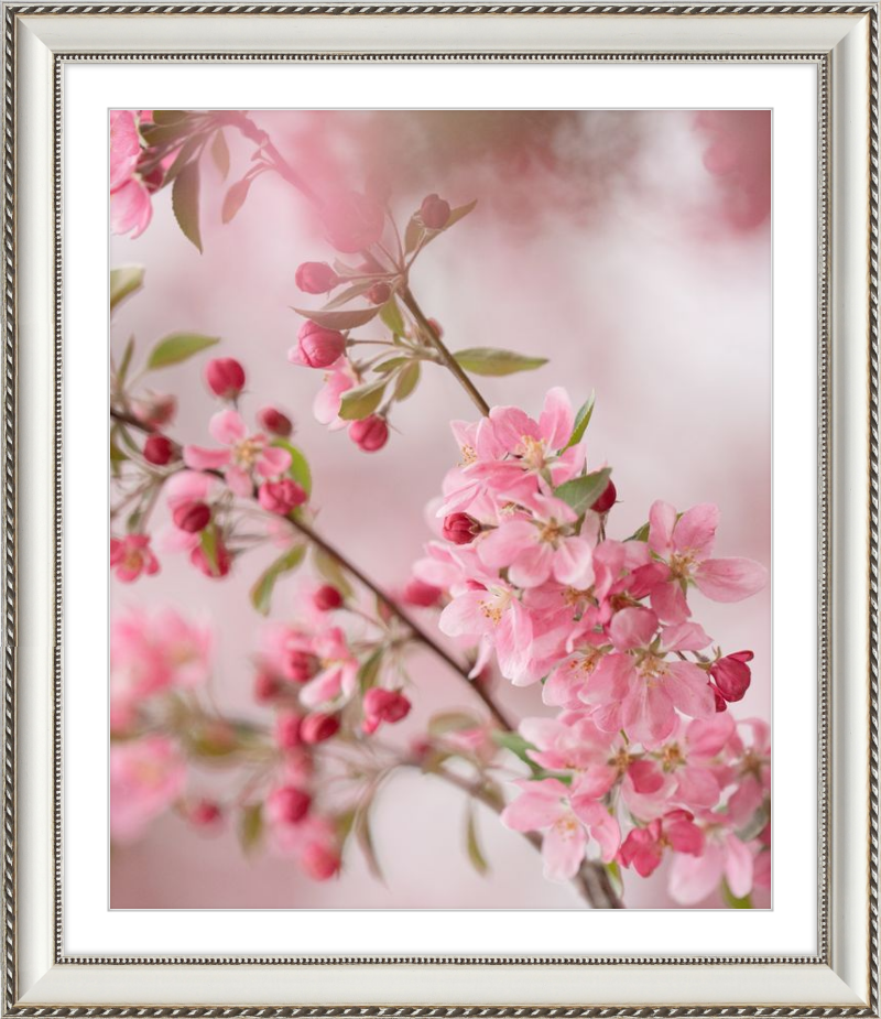 Pink Cherry Blossoms in Spring