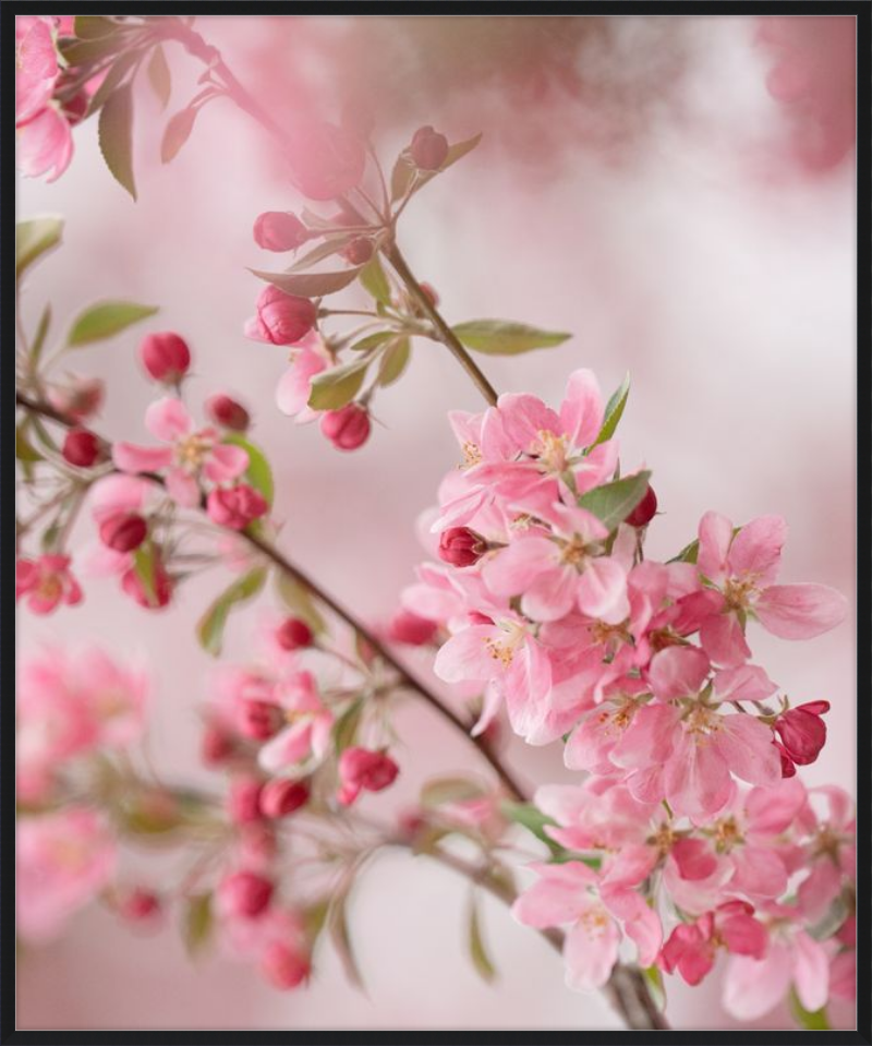 Pink Cherry Blossoms in Spring