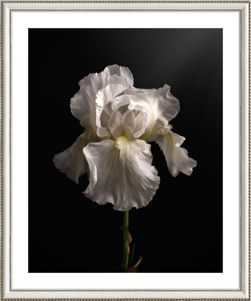 Elegant White Iris 'Immortality'