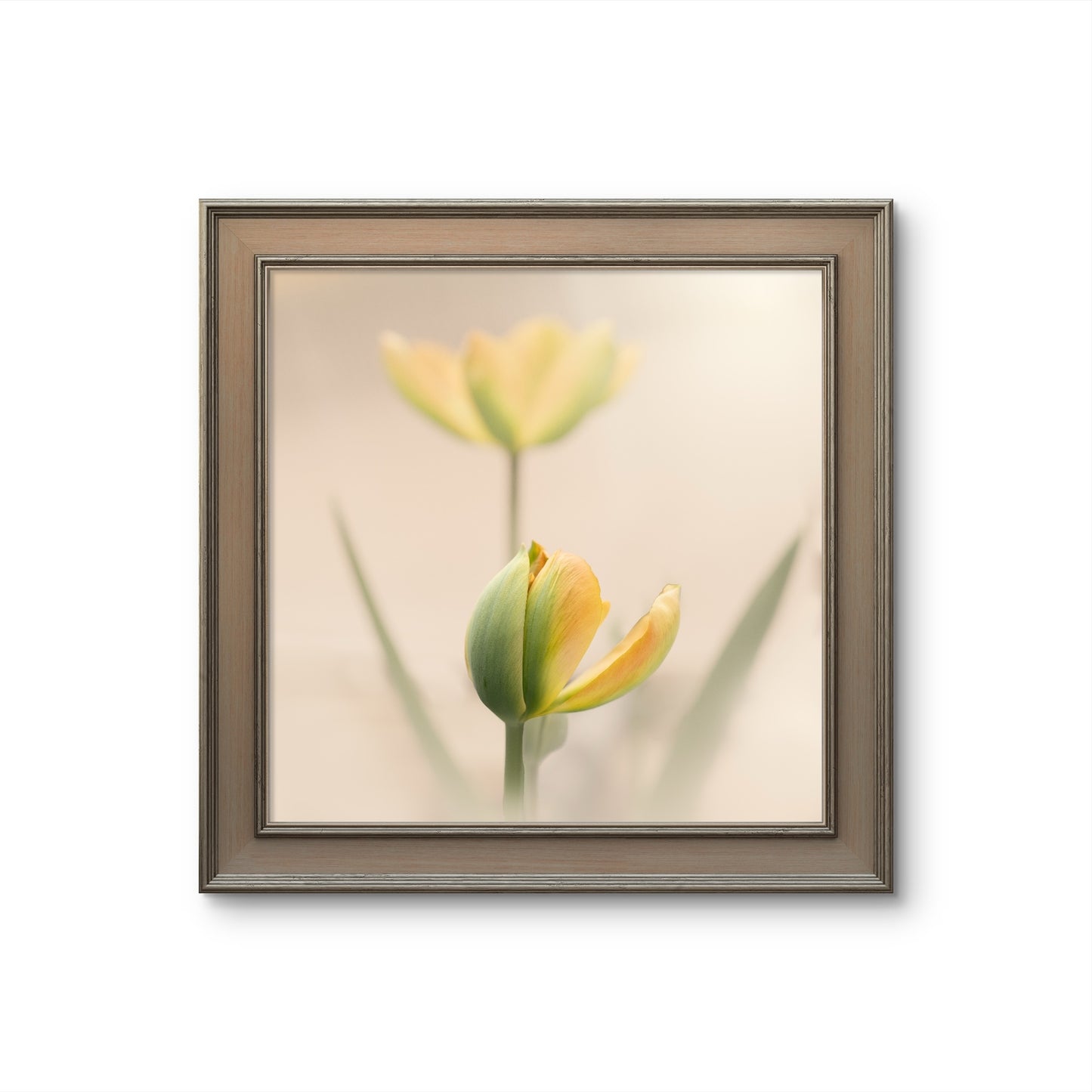 Peaceful Pale Yellow Tulips