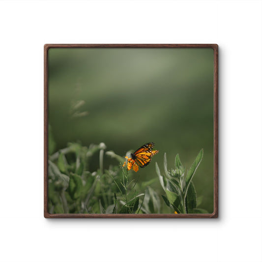 Monarch Butterfly Square Print