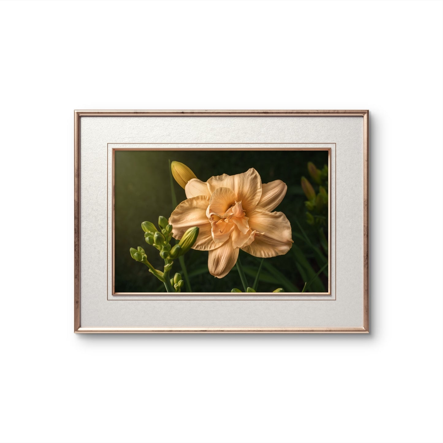 Peach Daylily and Buds