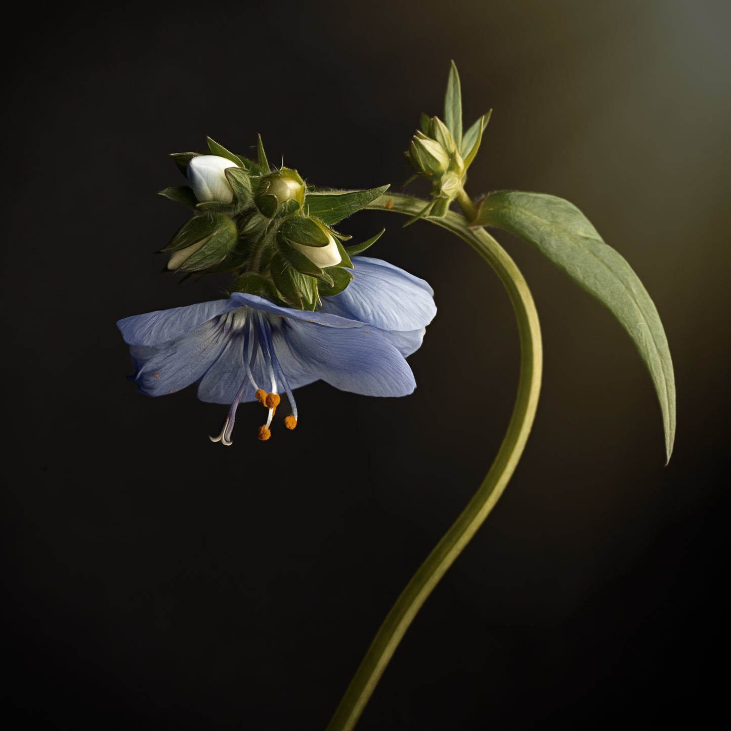 Blue Flower Nodding Flower