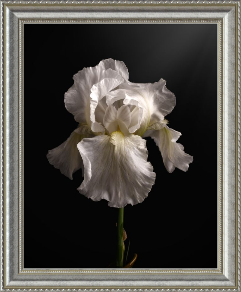 Elegant White Iris 'Immortality'