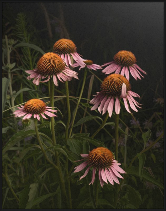 The Wayward Petal Echinacea Blooms by Caroline Jensen
