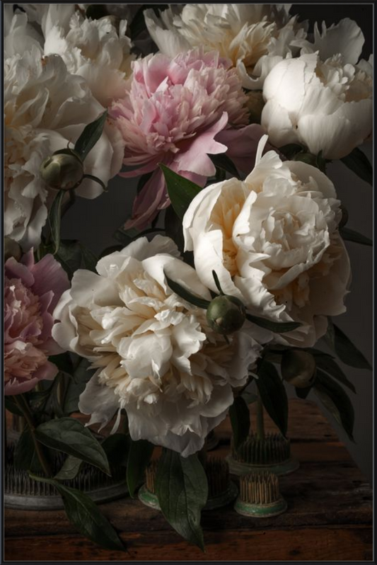 Ivory Blush Peonies