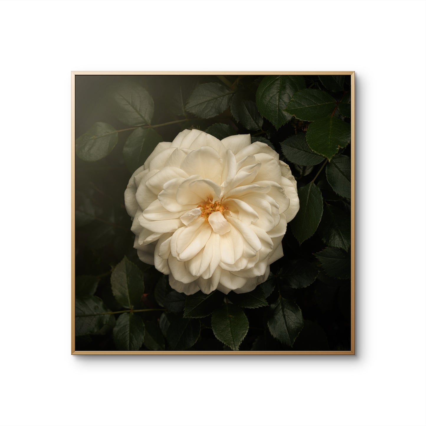 White Iceberg Rose Print