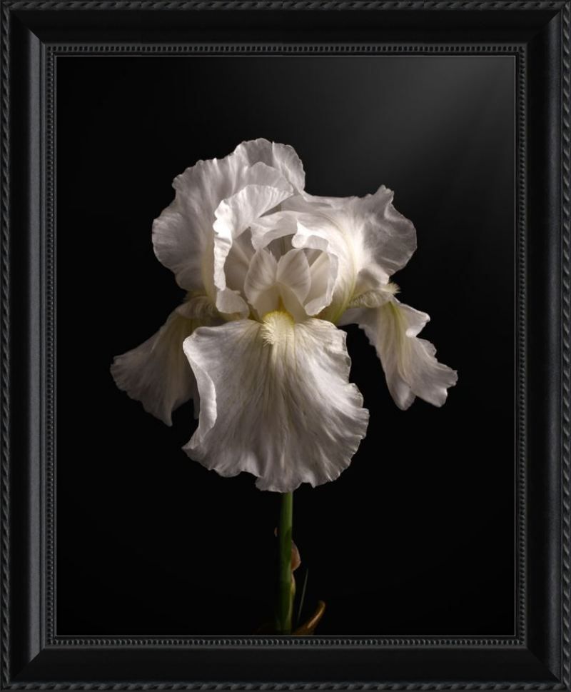 Elegant White Iris 'Immortality'