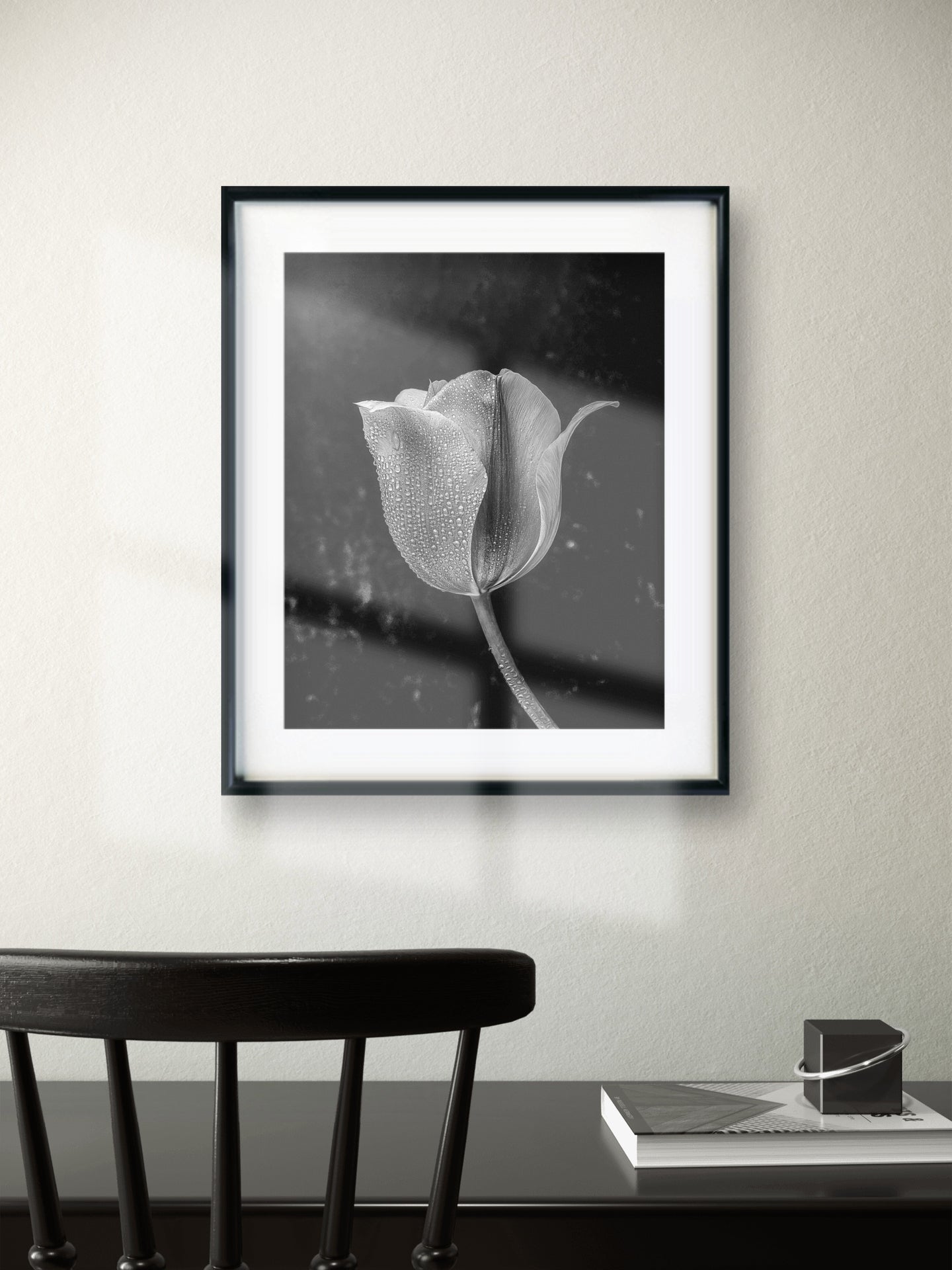 Black and White Tulip with Water Droplets