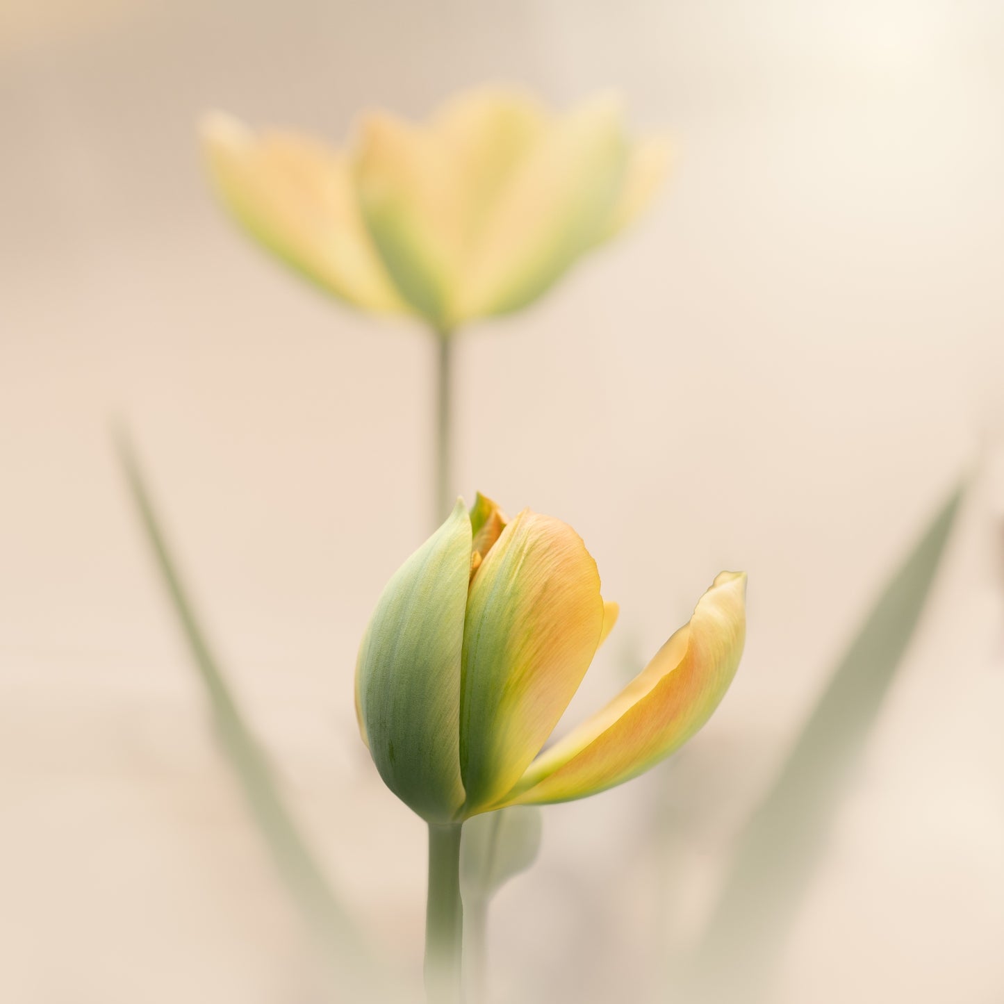 Peaceful Pale Yellow Tulips