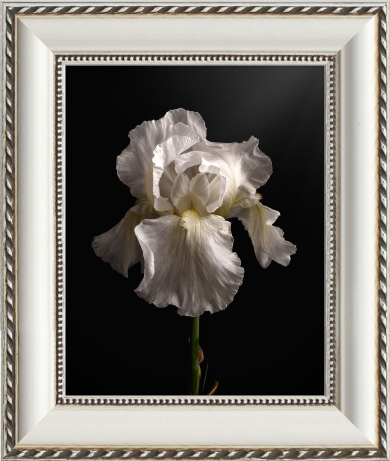 Elegant White Iris 'Immortality'