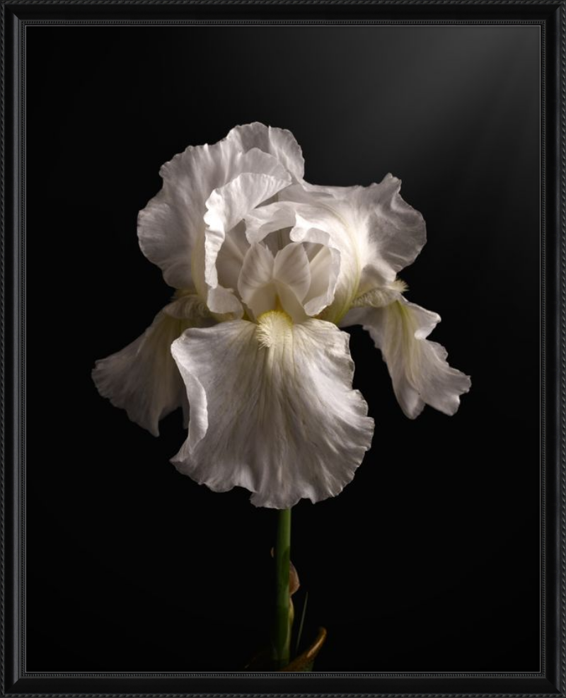 Elegant White Iris 'Immortality'