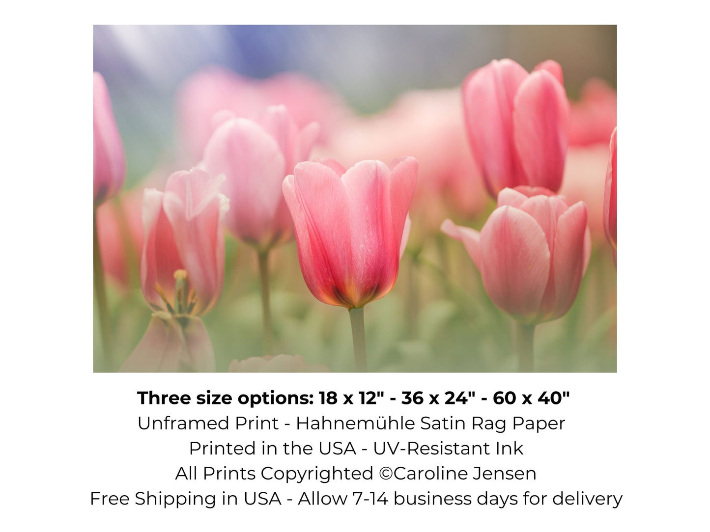 Blooming Pink Tulips in a Soft Dreamy Garden Setting