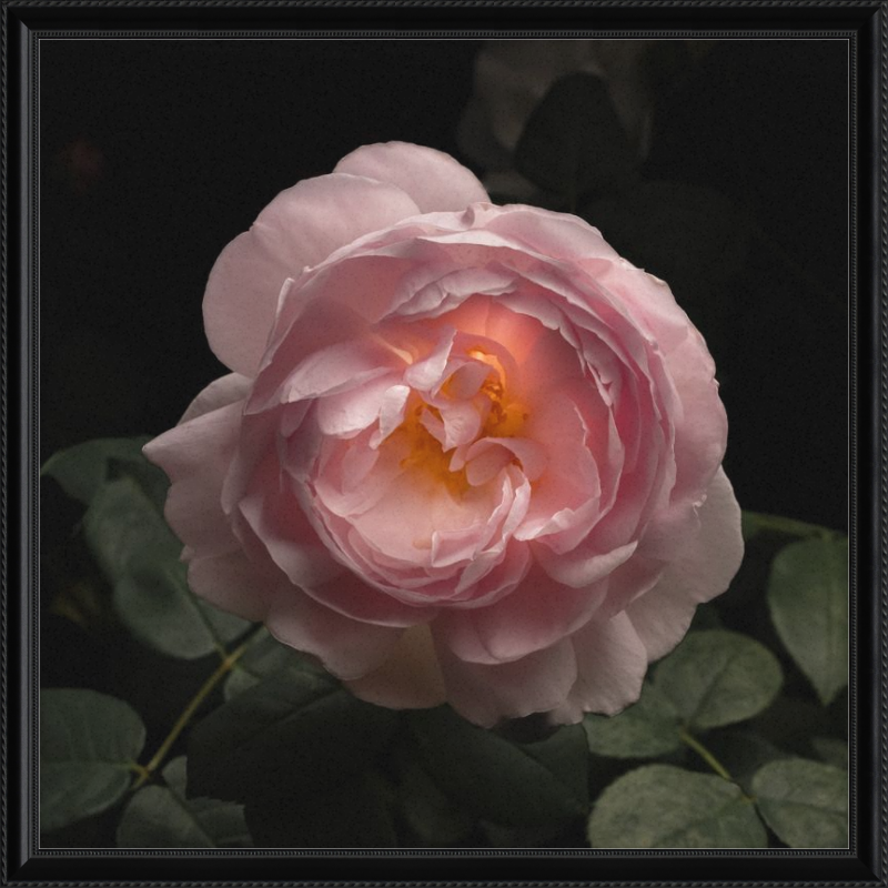 Pink rose with green leaves on a dark background