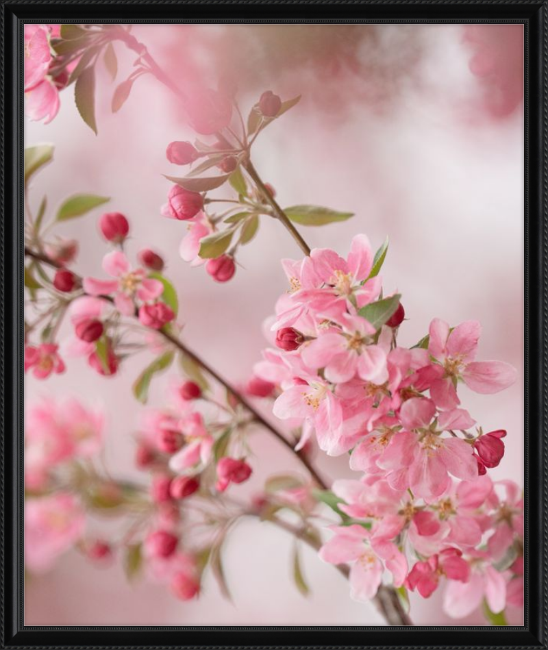 Pink Cherry Blossoms in Spring