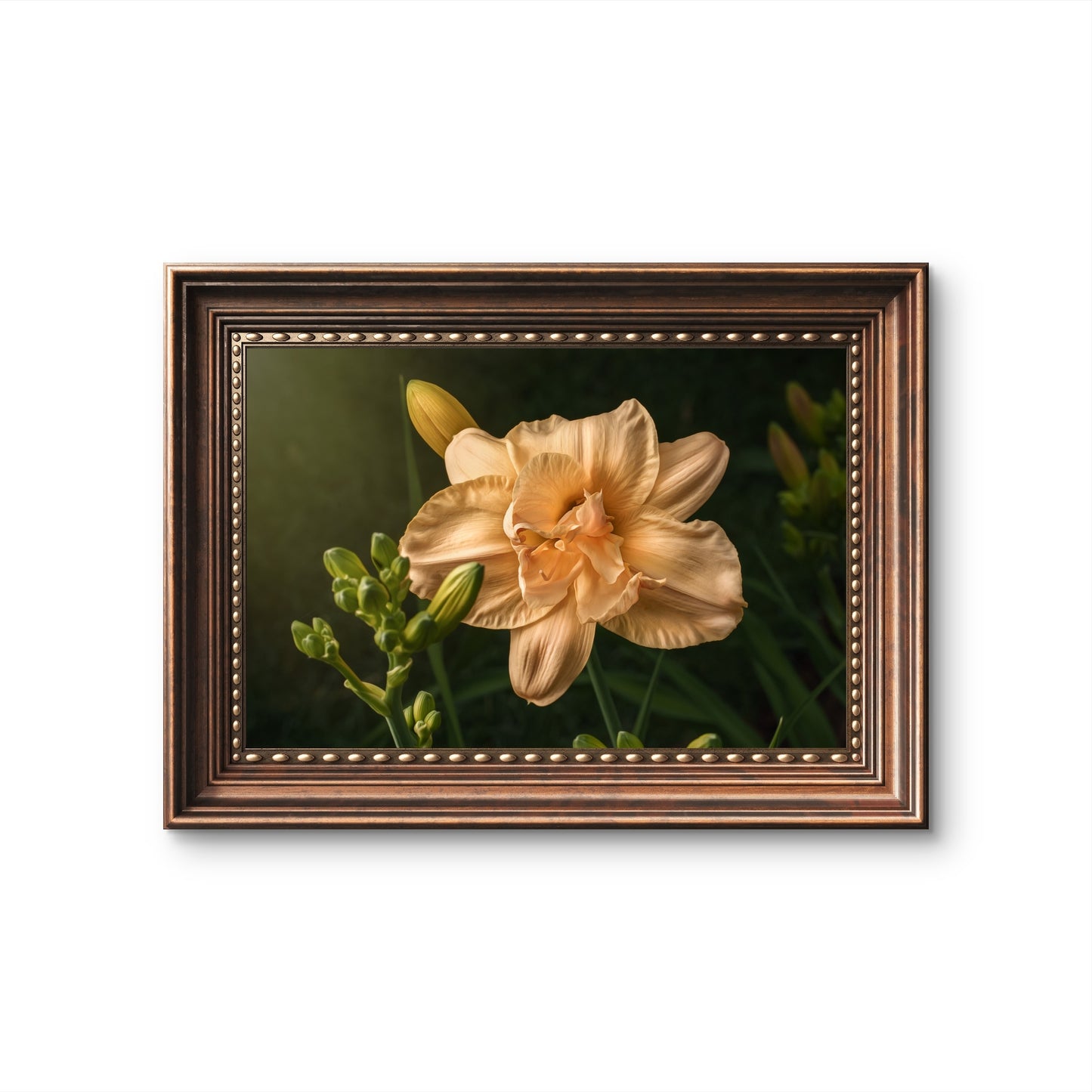 Peach Daylily and Buds