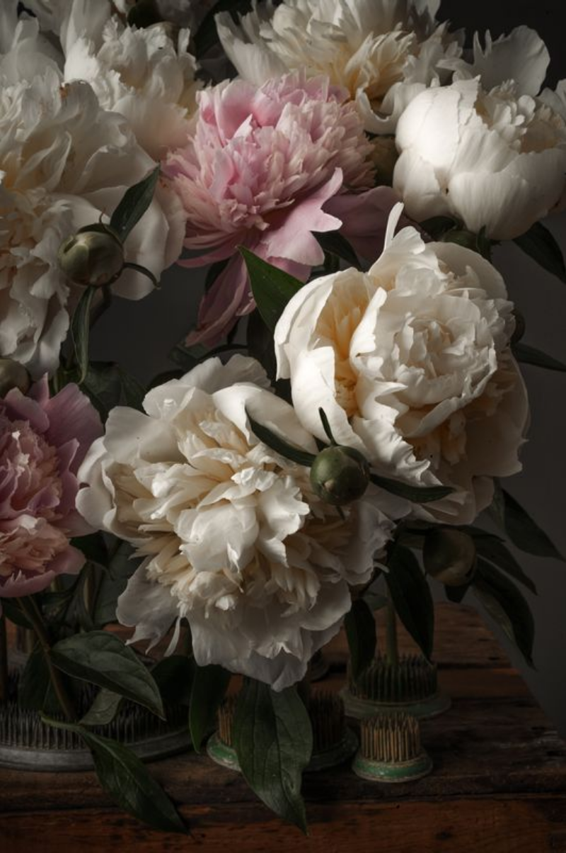 Ivory Blush Peonies