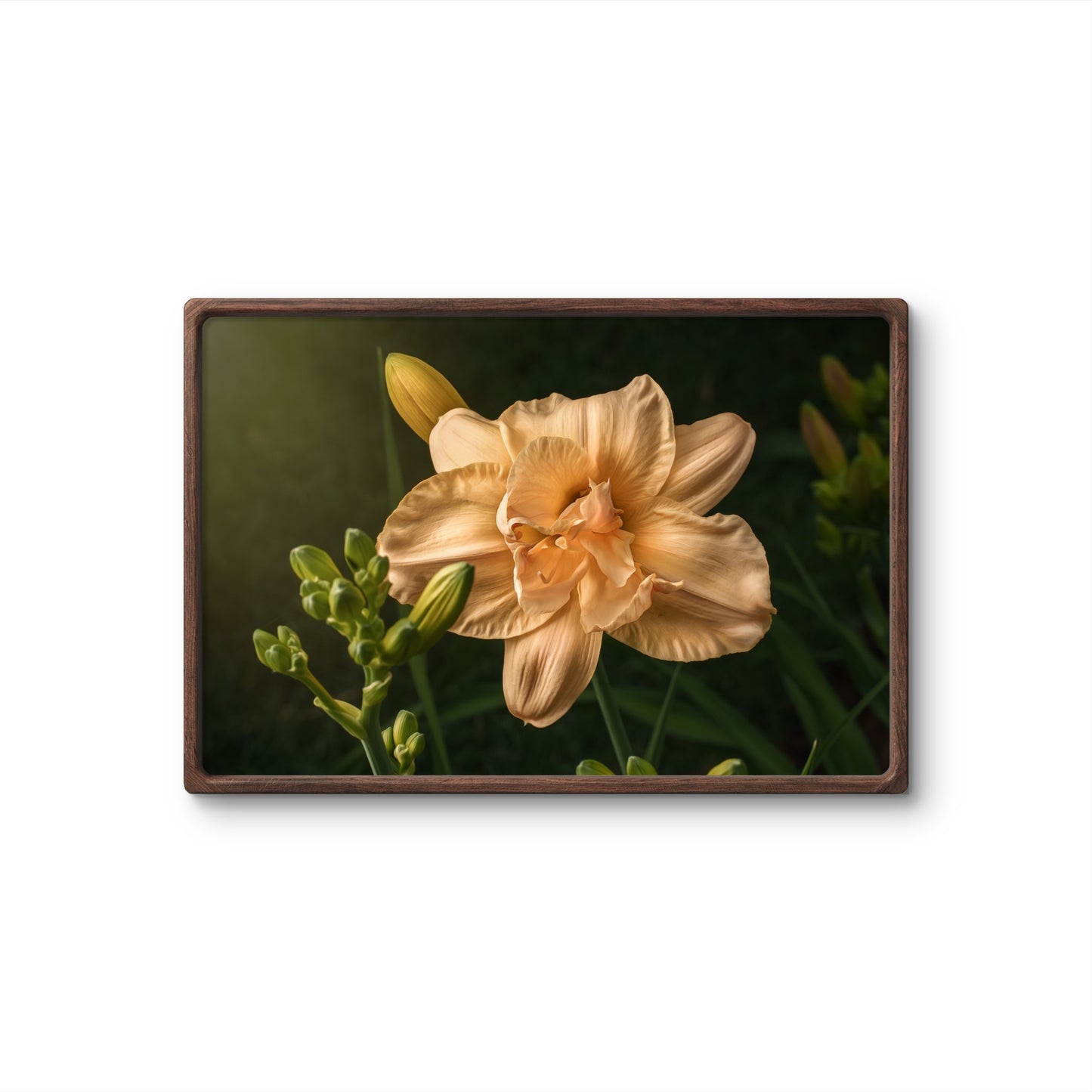 Peach Daylily and Buds