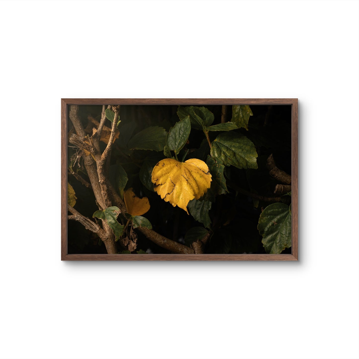 Heart Leaf Unframed Print