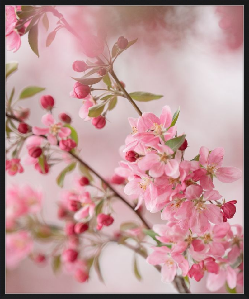 Pink Cherry Blossoms in Spring