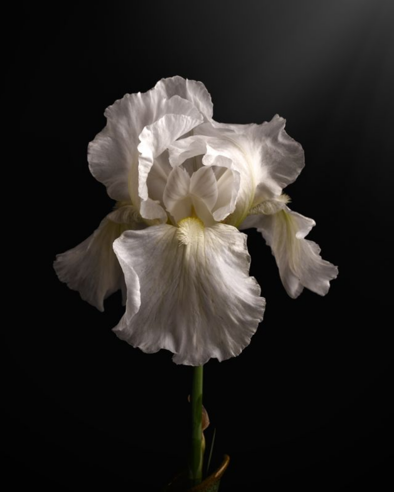 Elegant White Iris 'Immortality'