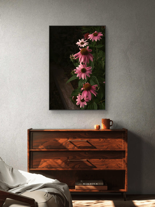 Pink Coneflowers Blooming in a Summer Garden in the Evening Light