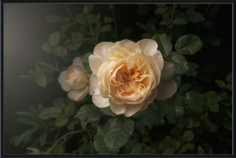 Delicate Cream Rose Blooming in a Serene Dark Green Garden Setting