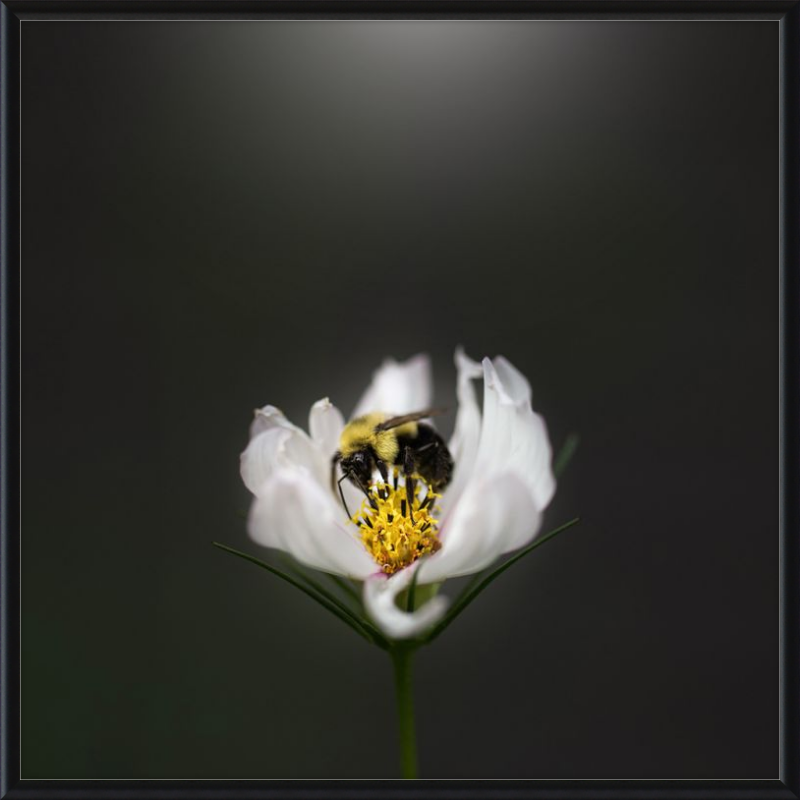 Bumble Bee on a White Cosmos