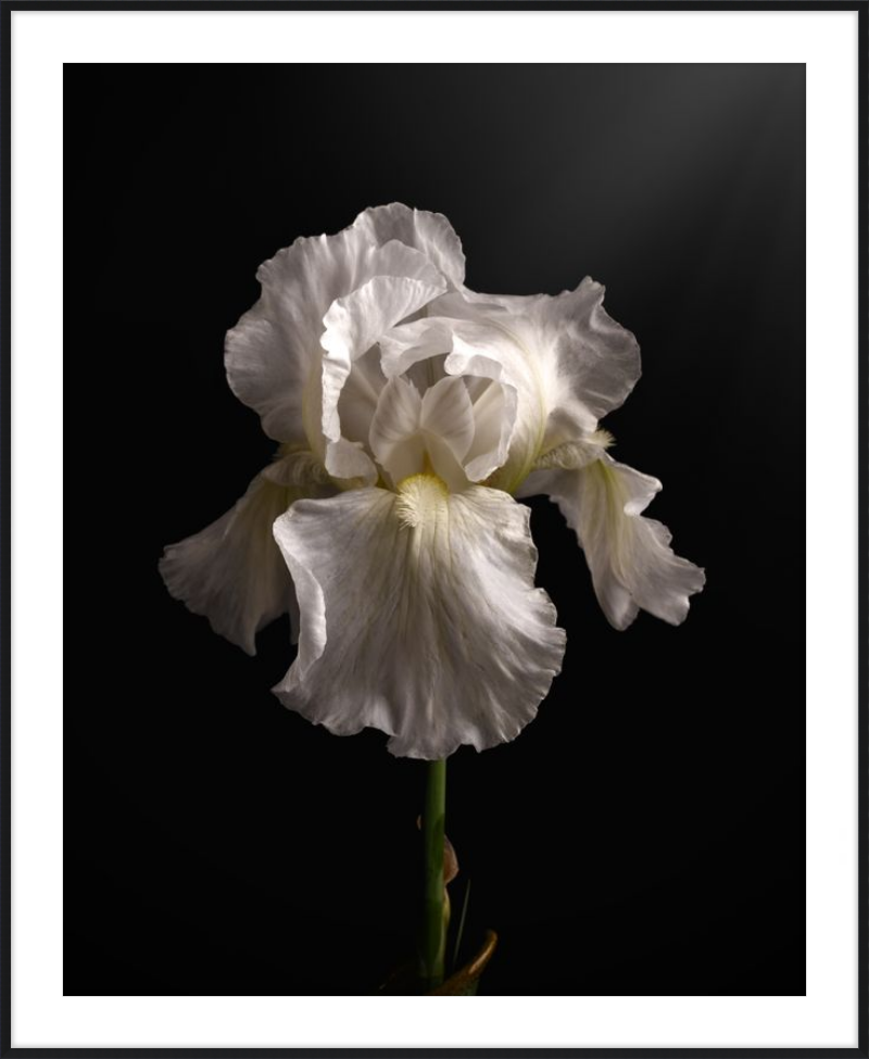 Elegant White Iris 'Immortality'