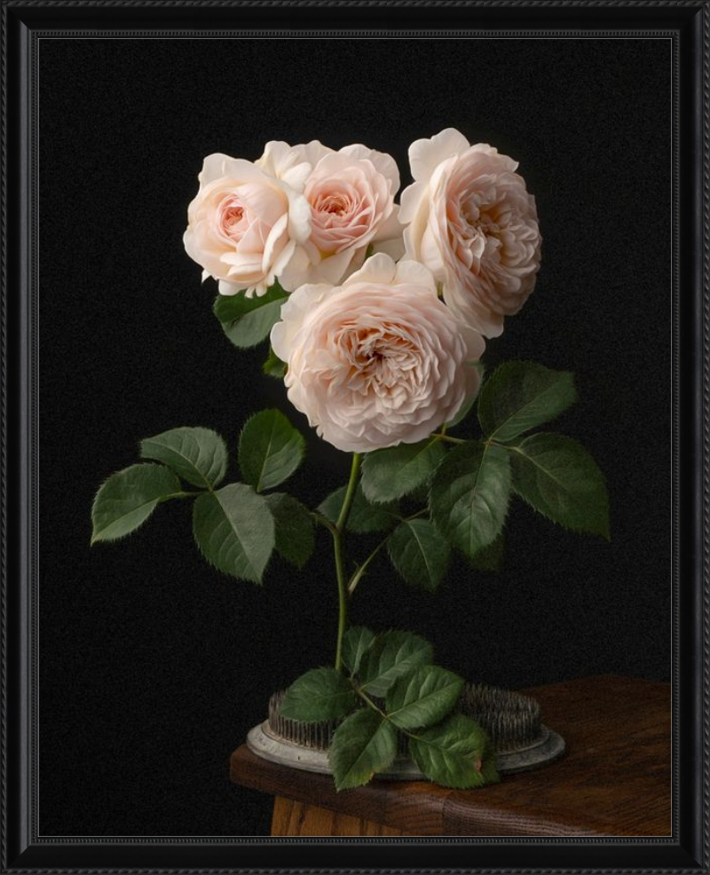 Blush English Roses