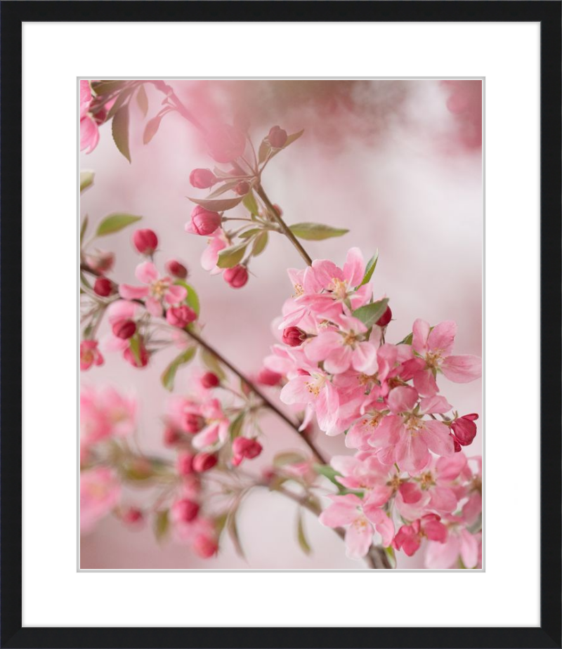 Pink Cherry Blossoms in Spring