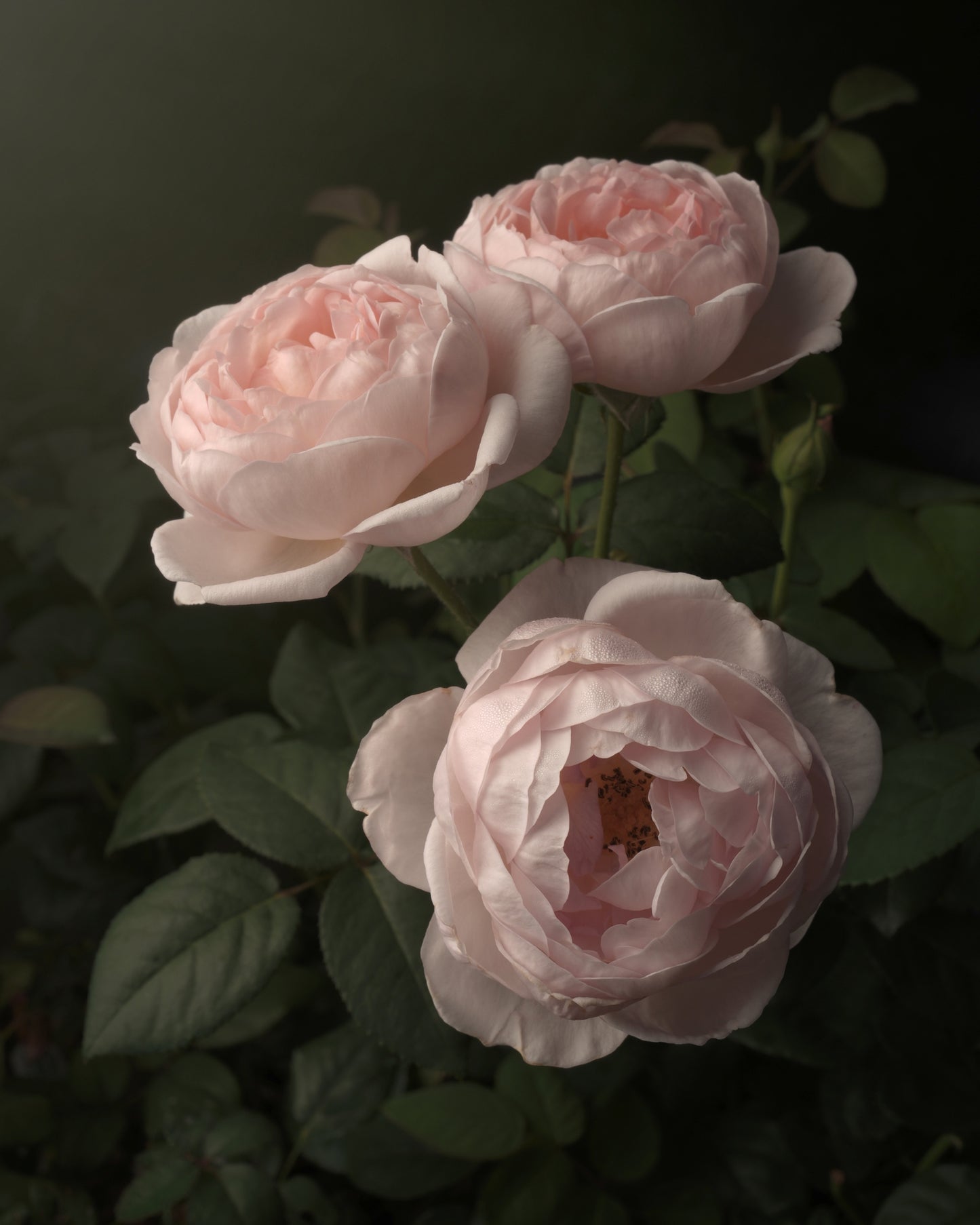 Moody Pale Pink Roses