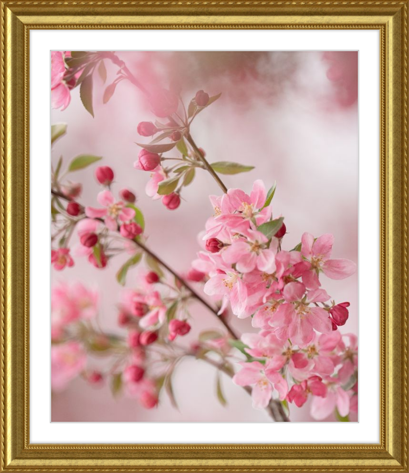 Pink Cherry Blossoms in Spring