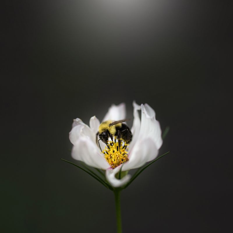 Bumble Bee on a White Cosmos
