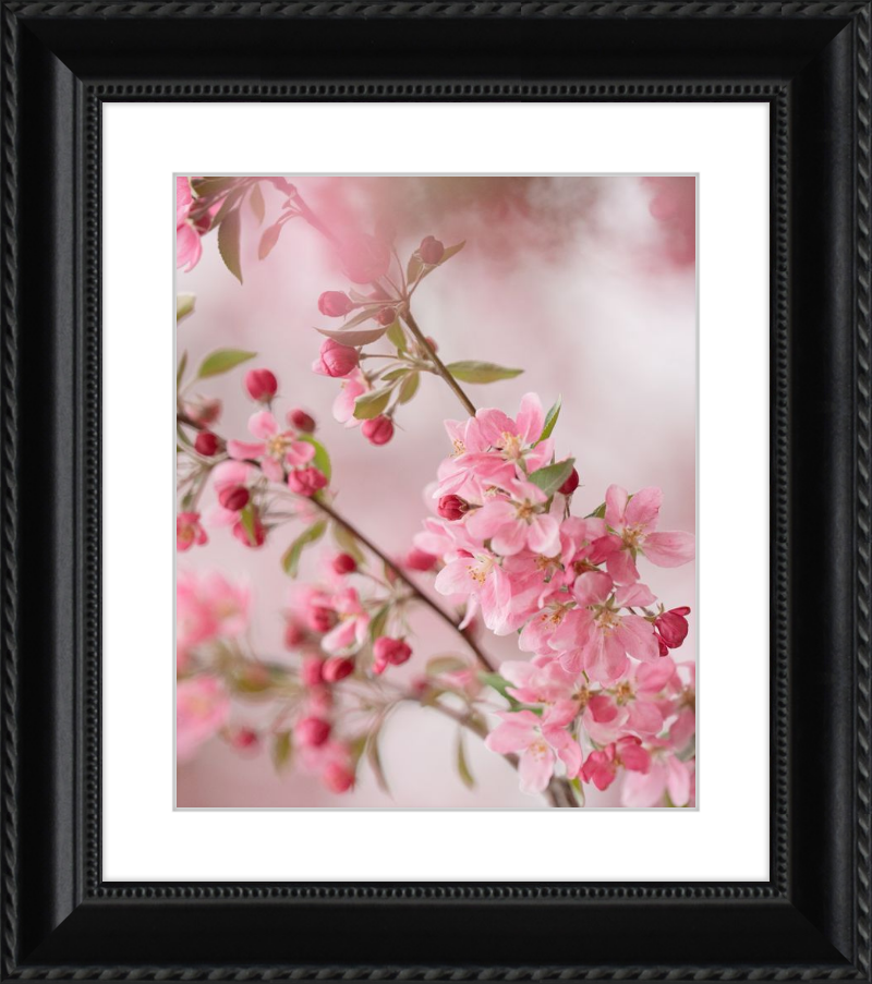 Pink Cherry Blossoms in Spring