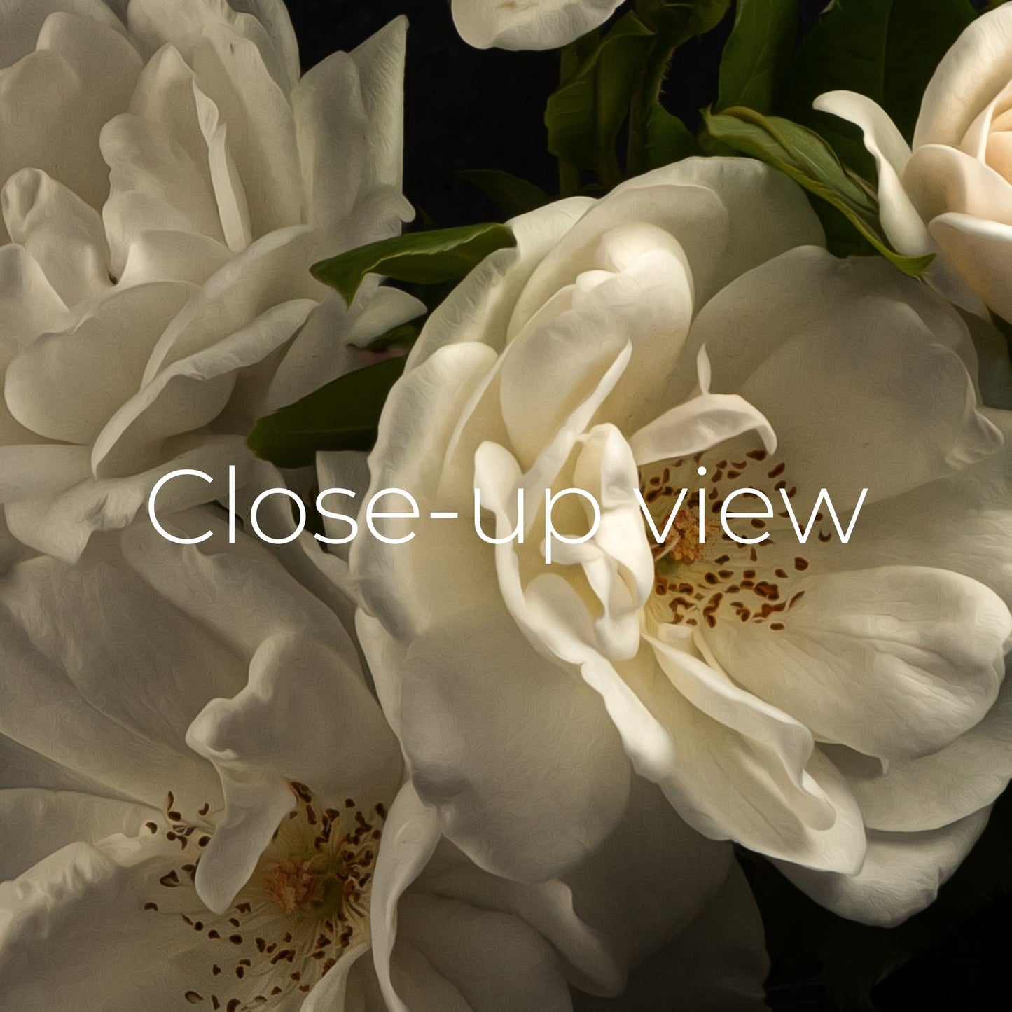 White Roses - Frame TV