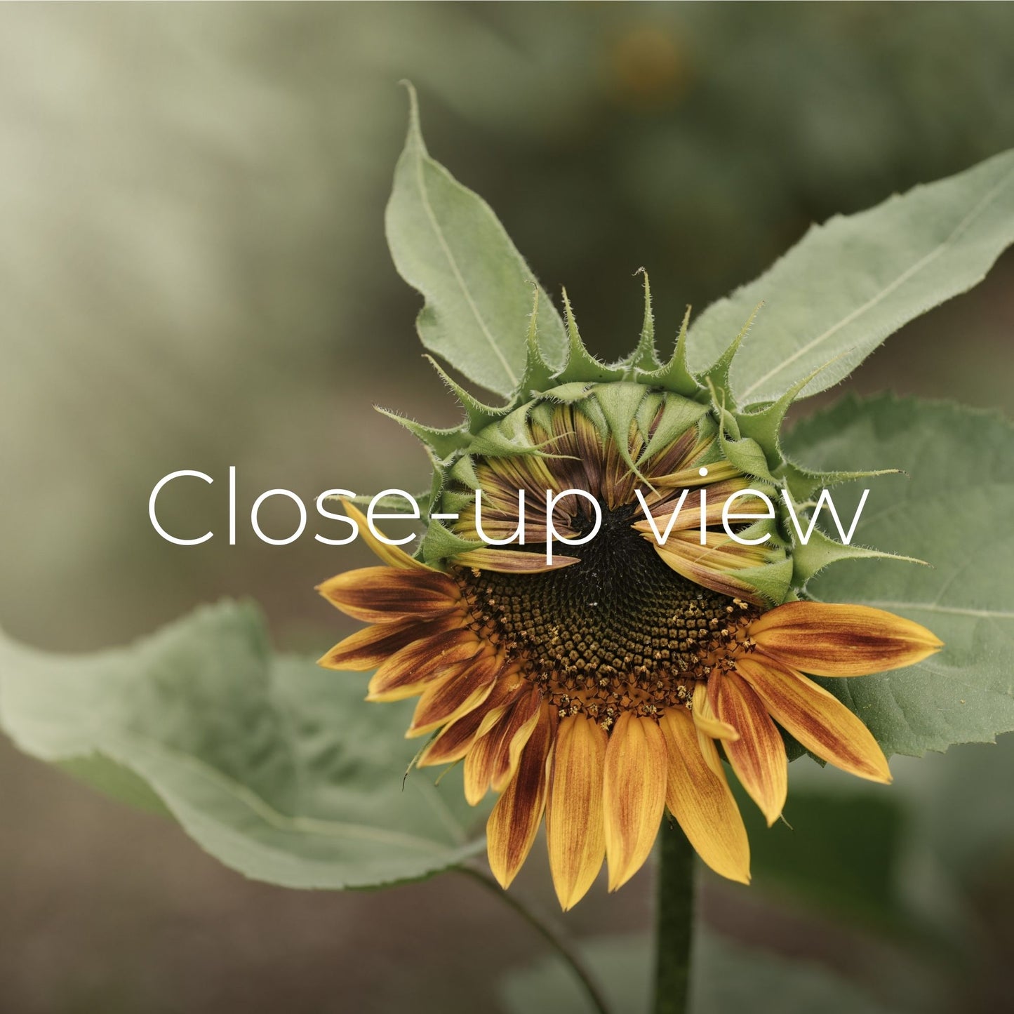 Opening Sunflower - Frame TV