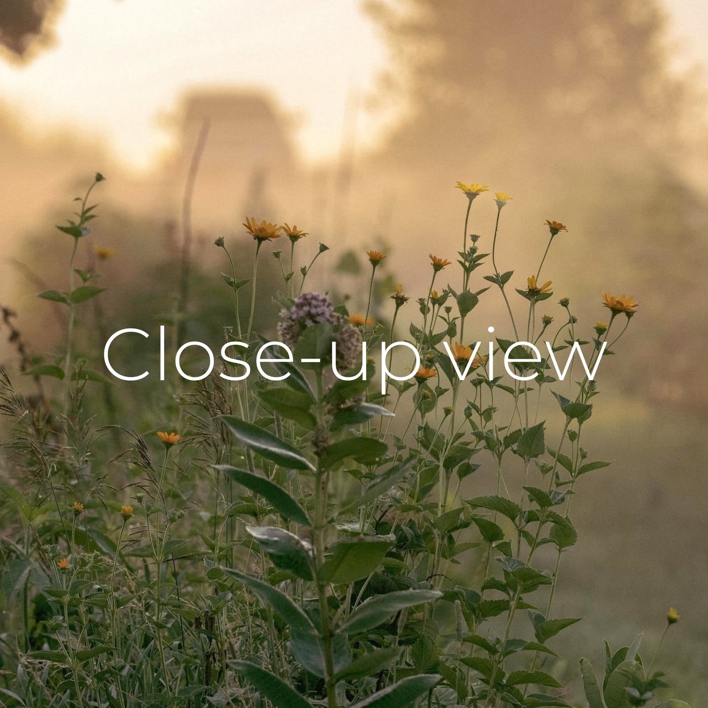 Peaceful Farm Morning - Frame TV