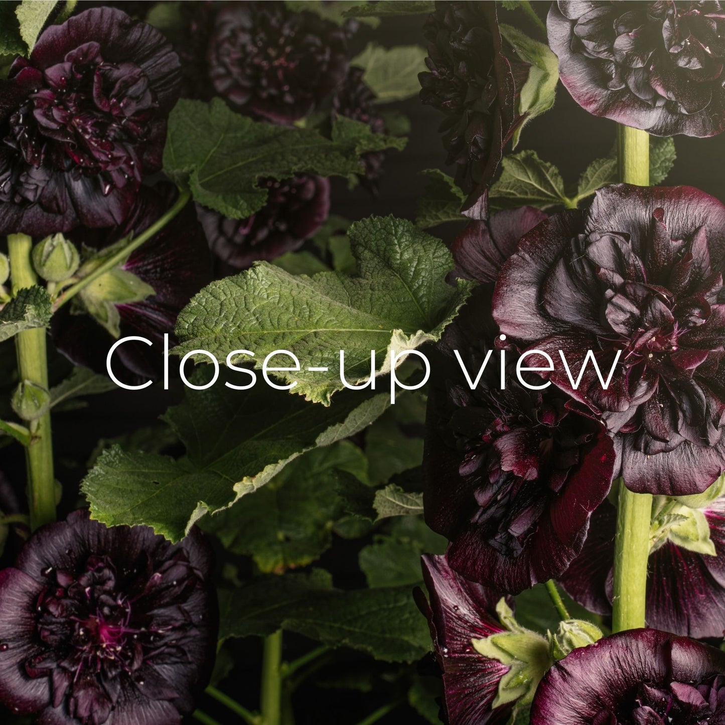 Dark Purple Hollyhocks - Frame TV