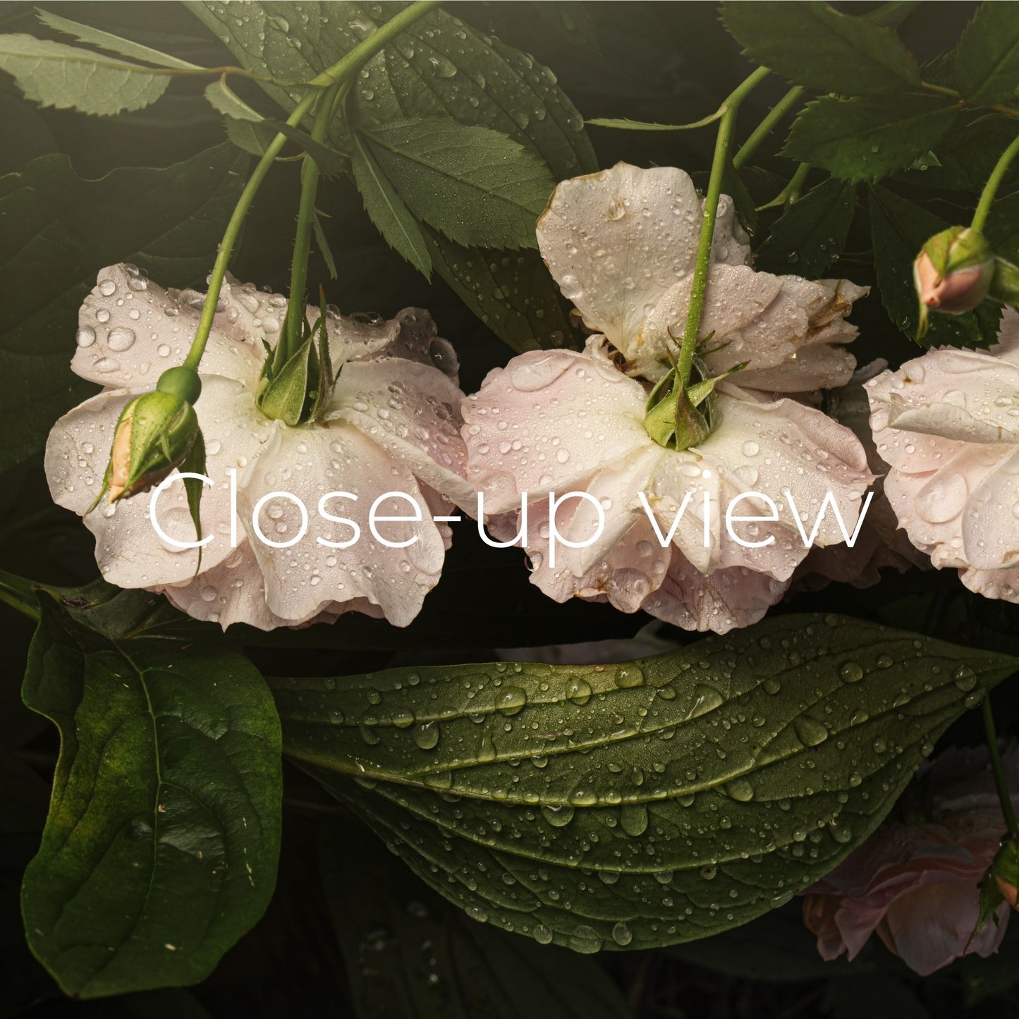 Trio of White Roses - Frame TV