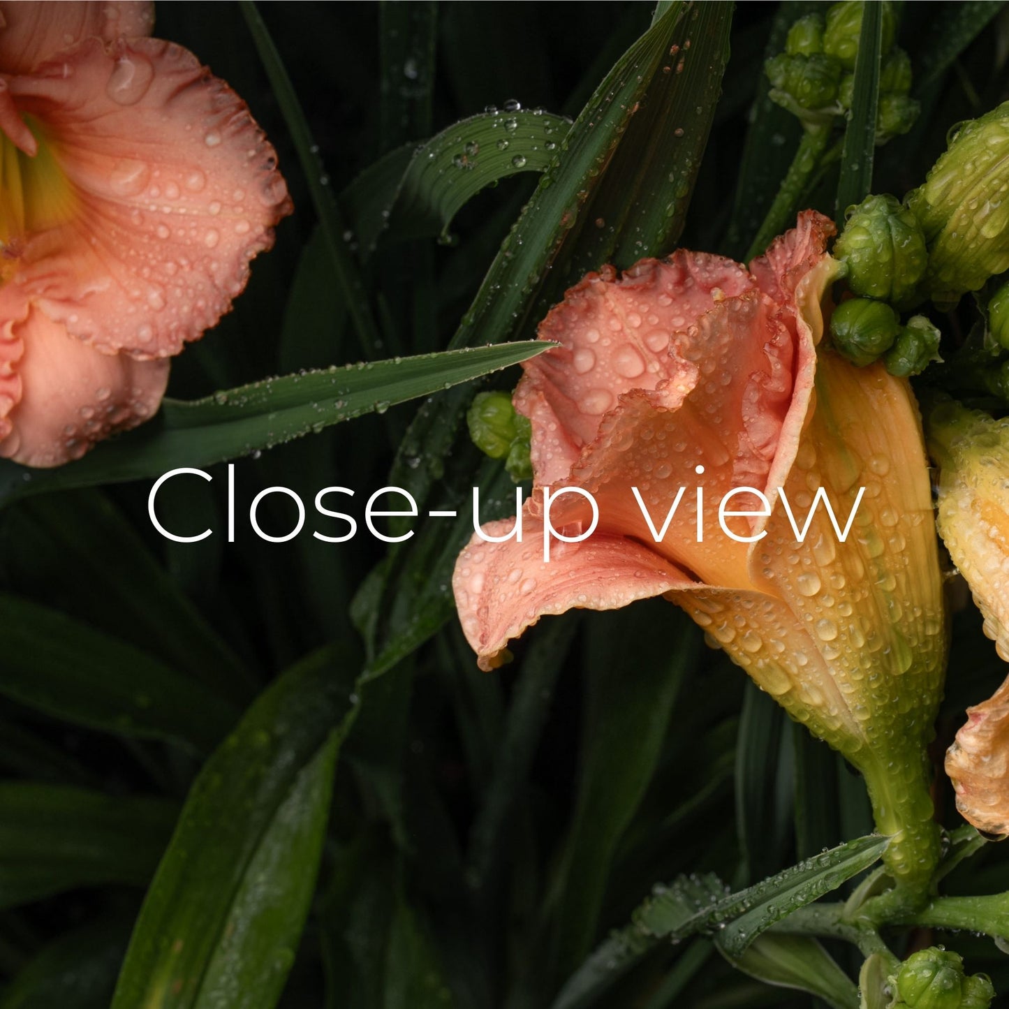 Daylilies after the Rain - Frame TV
