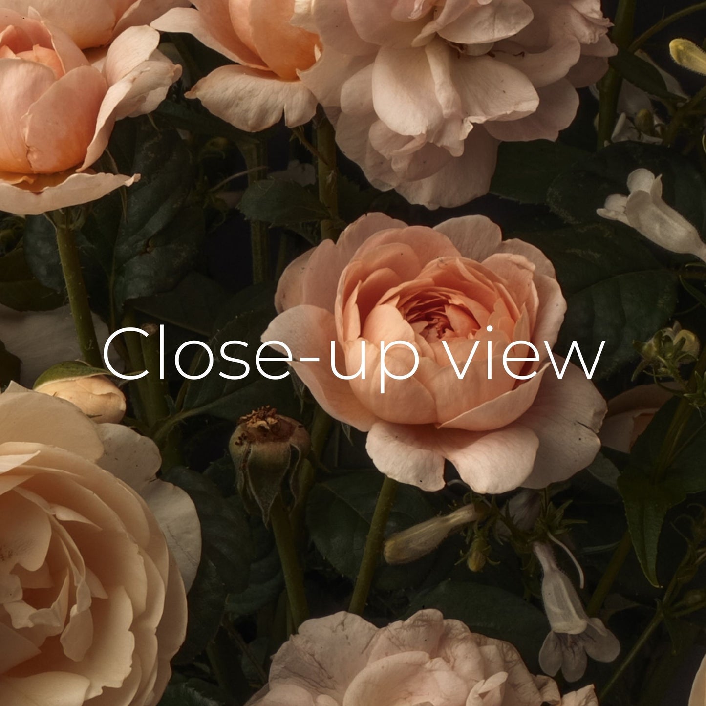 Ivory Roses - Frame TV