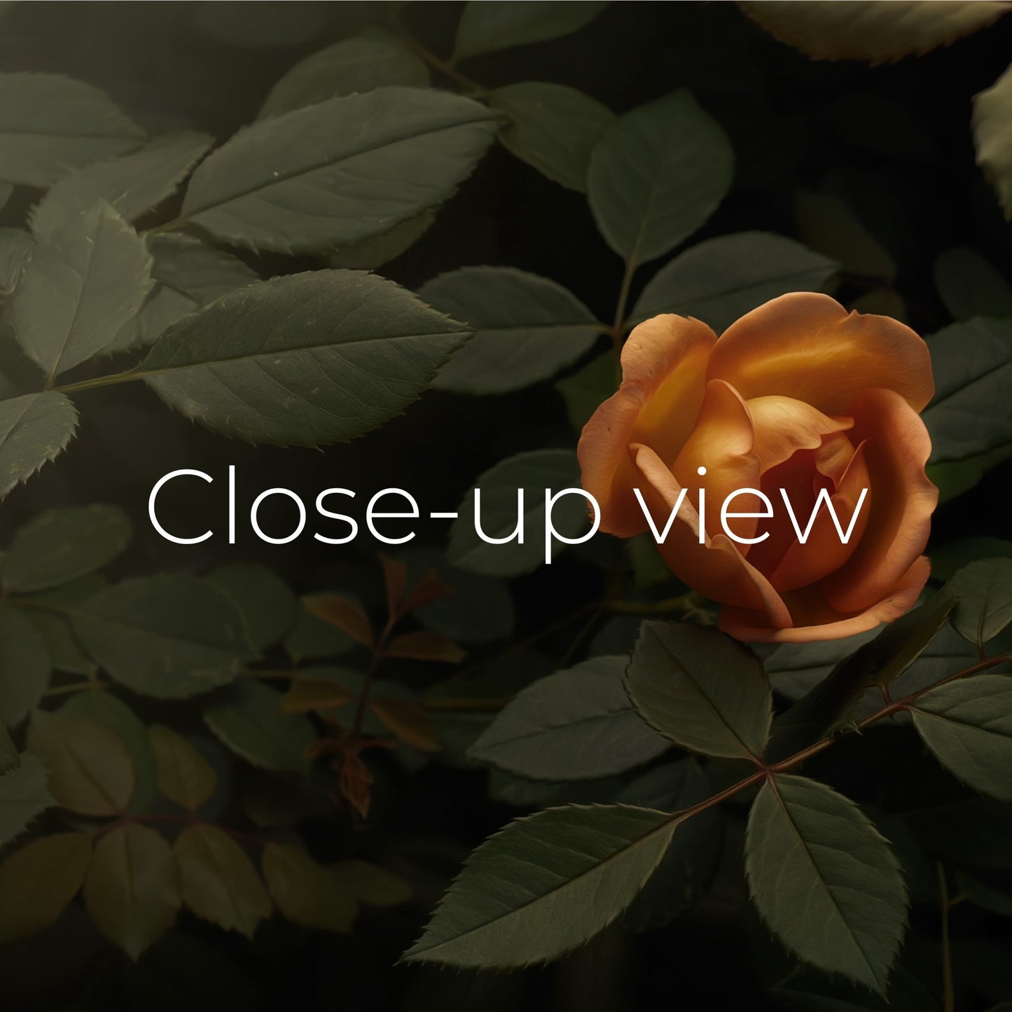 Peach Rose in Deep Green - Frame TV
