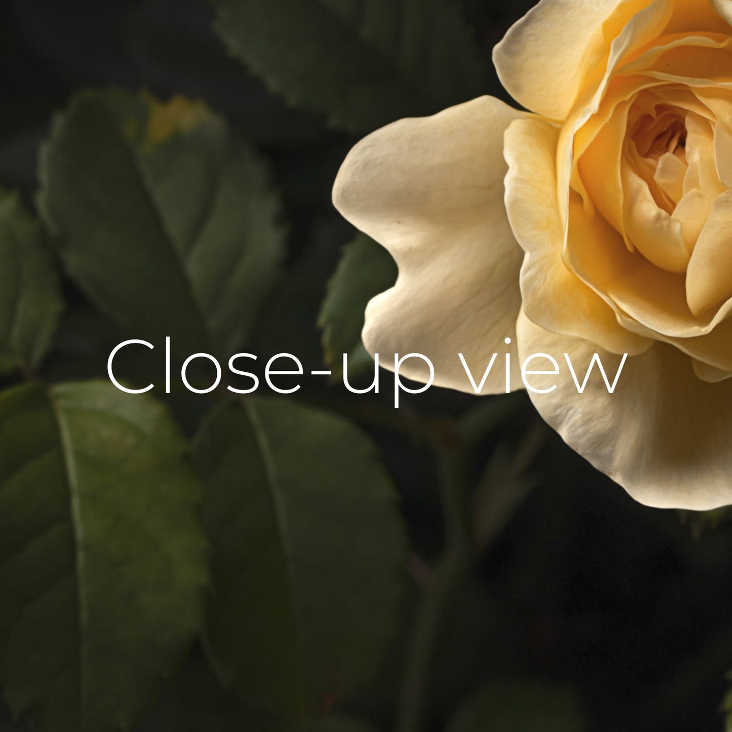 The Yellow Rose - Frame TV