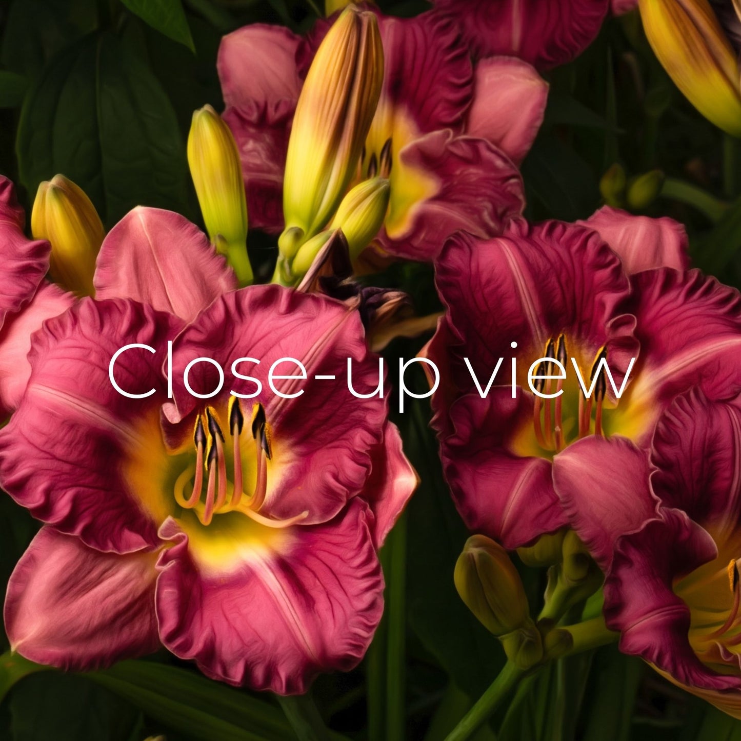 Prink Daylilies - Frame TV