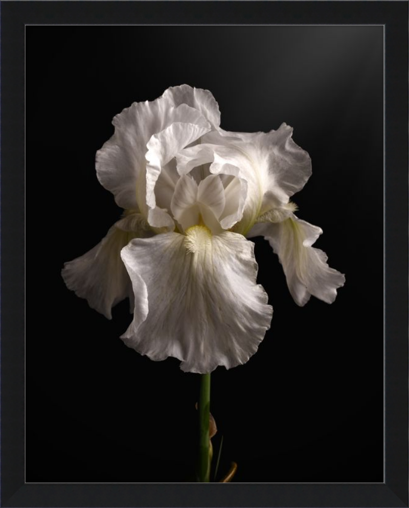 Elegant White Iris 'Immortality'