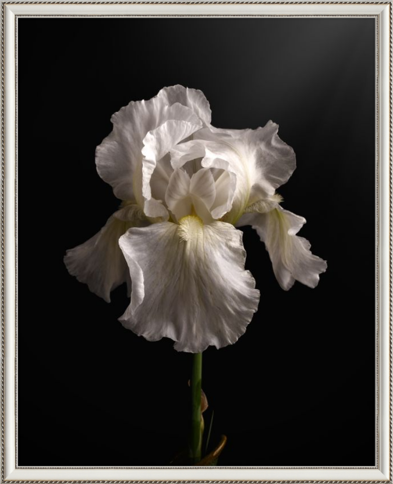 Elegant White Iris 'Immortality'