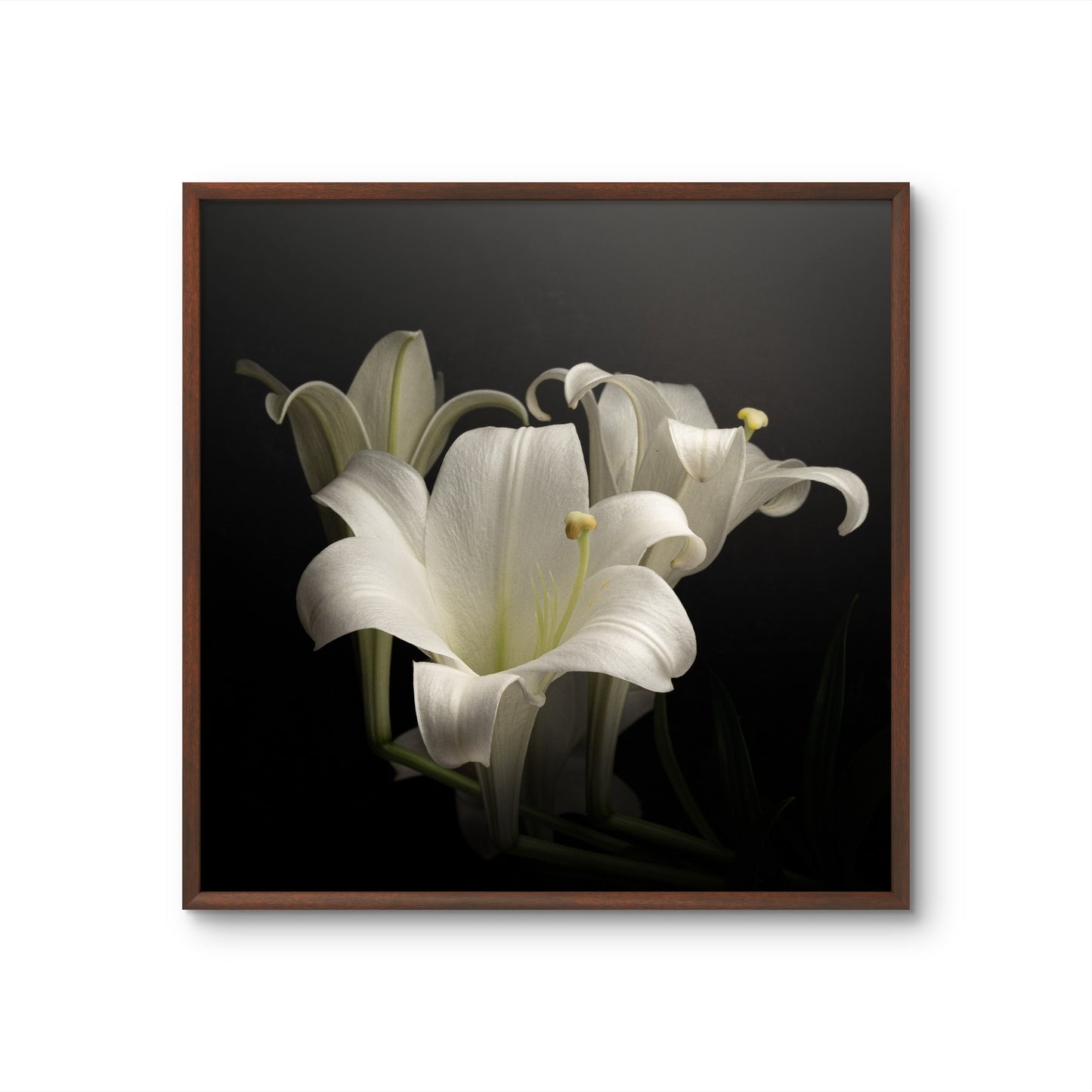 Elegant White Lilies Displayed Against a Dark Background