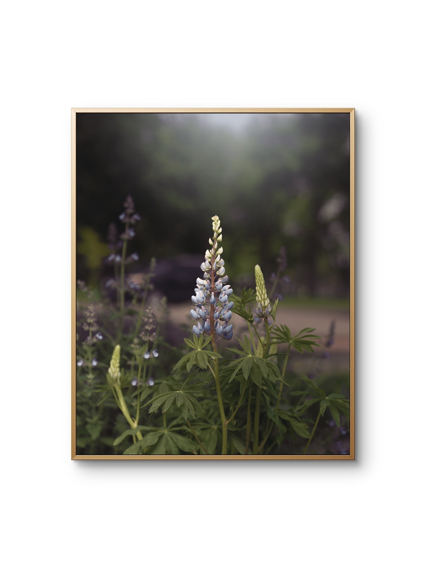 Spring Lupines