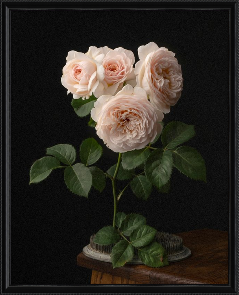 Blush English Roses